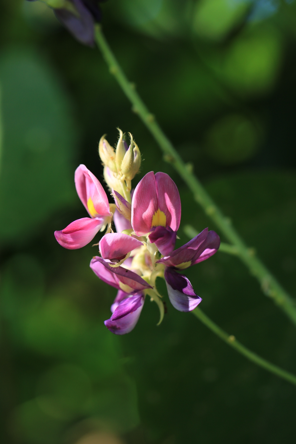 自然散步|中国人喜爱的葛,为何到了美国成了"恶魔"?