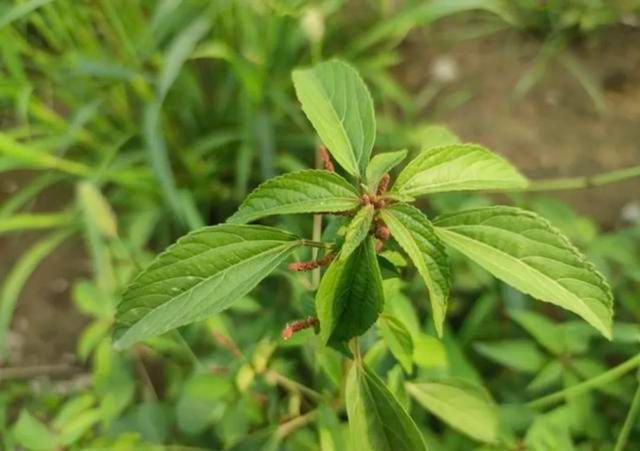 田间杂草,刀疮要药——铁苋菜