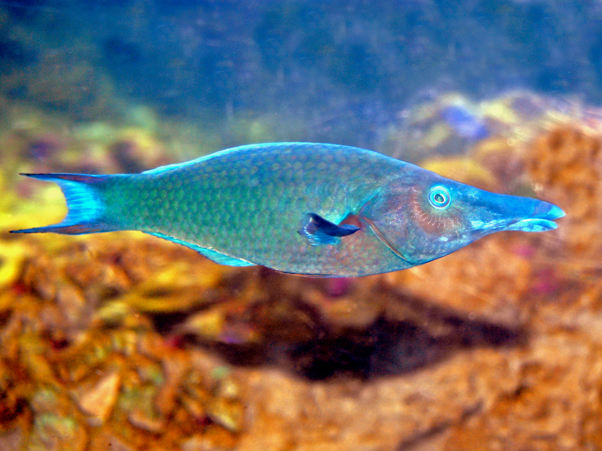 世界十大呆萌可爱的观赏鱼