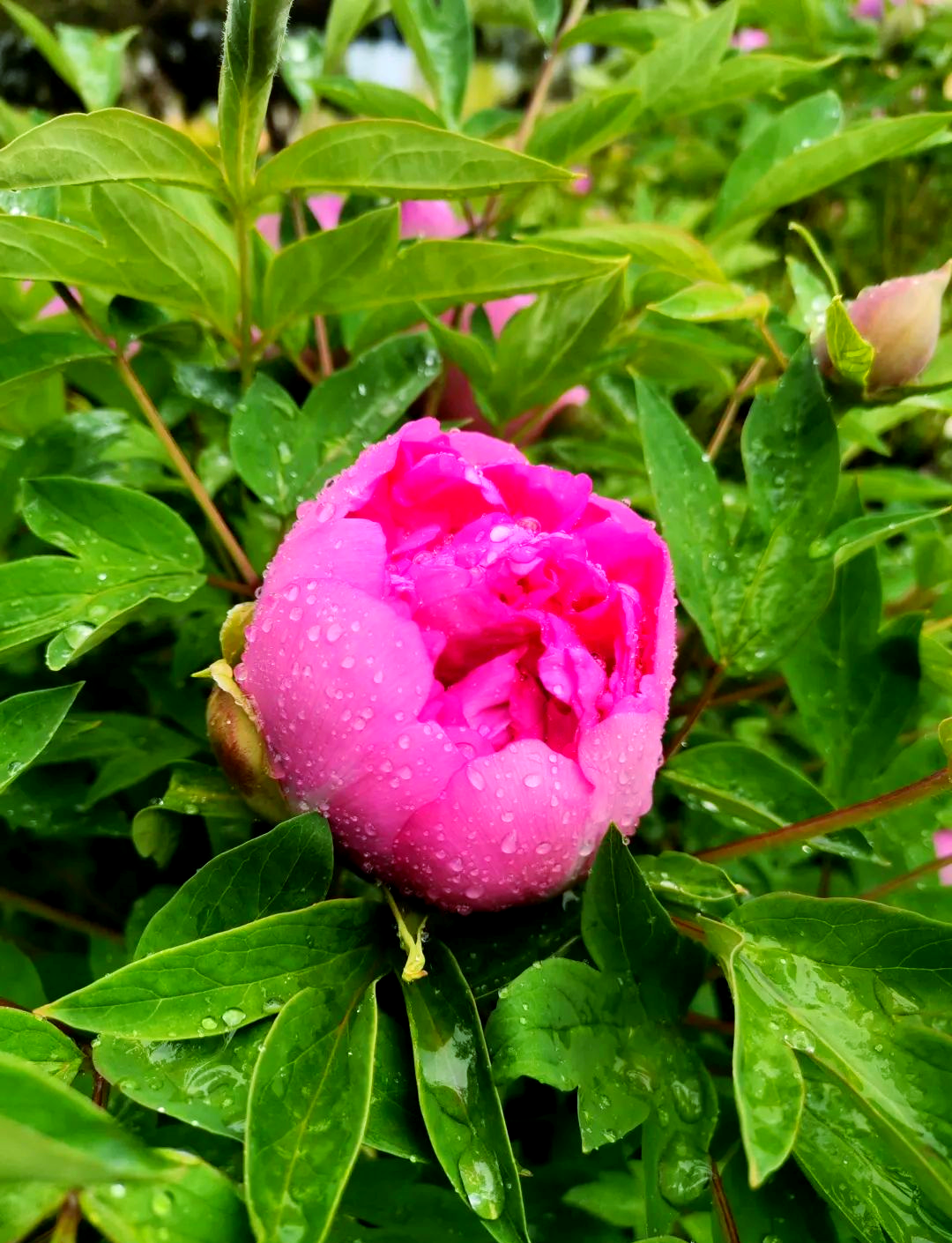 雨后牡丹的盛景与感悟