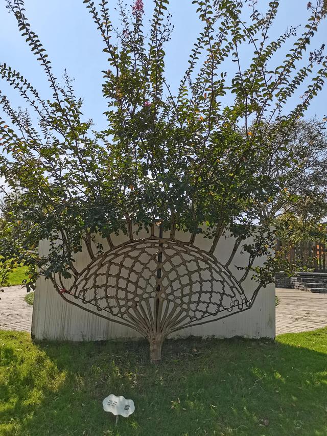 编织植物?时间积淀出经典之作