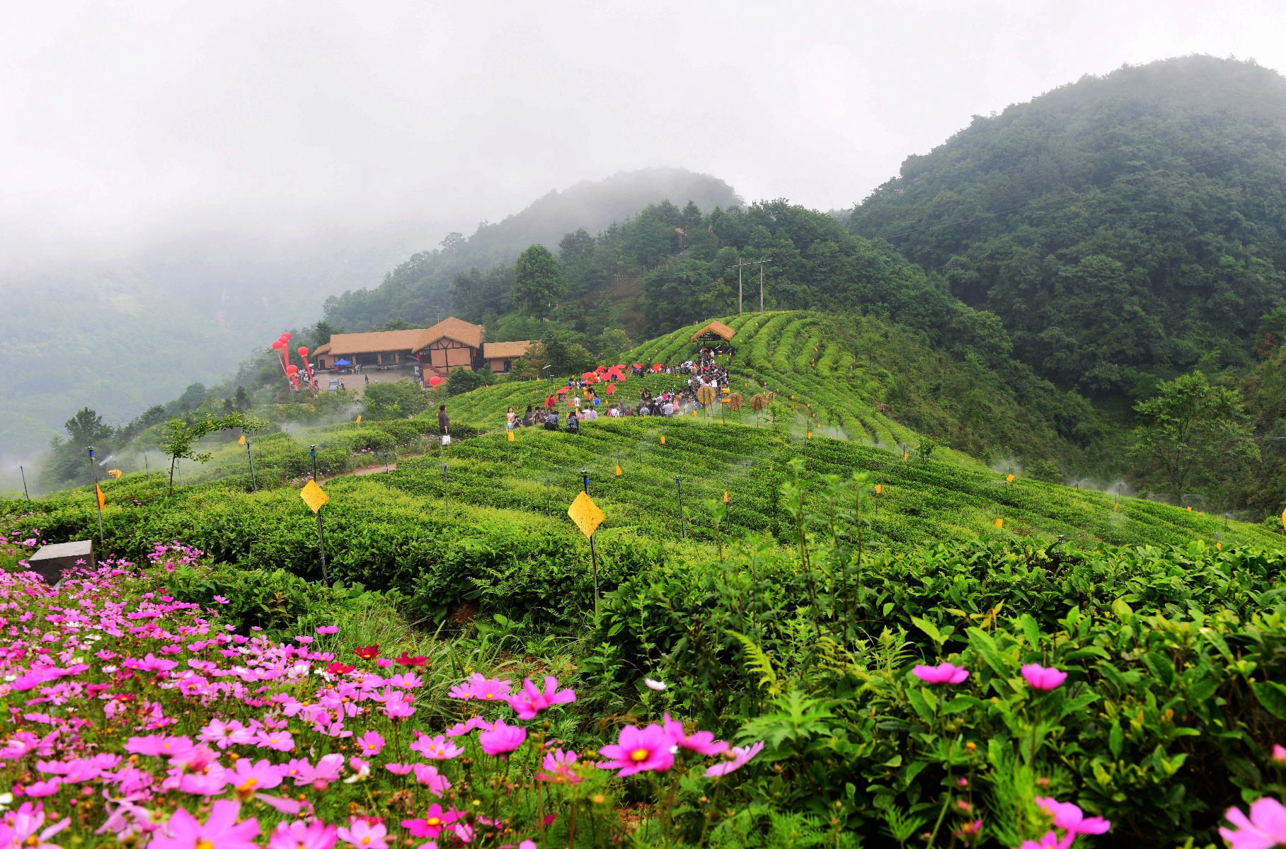 一杯七佛贡茶,品出"皇家"的味道