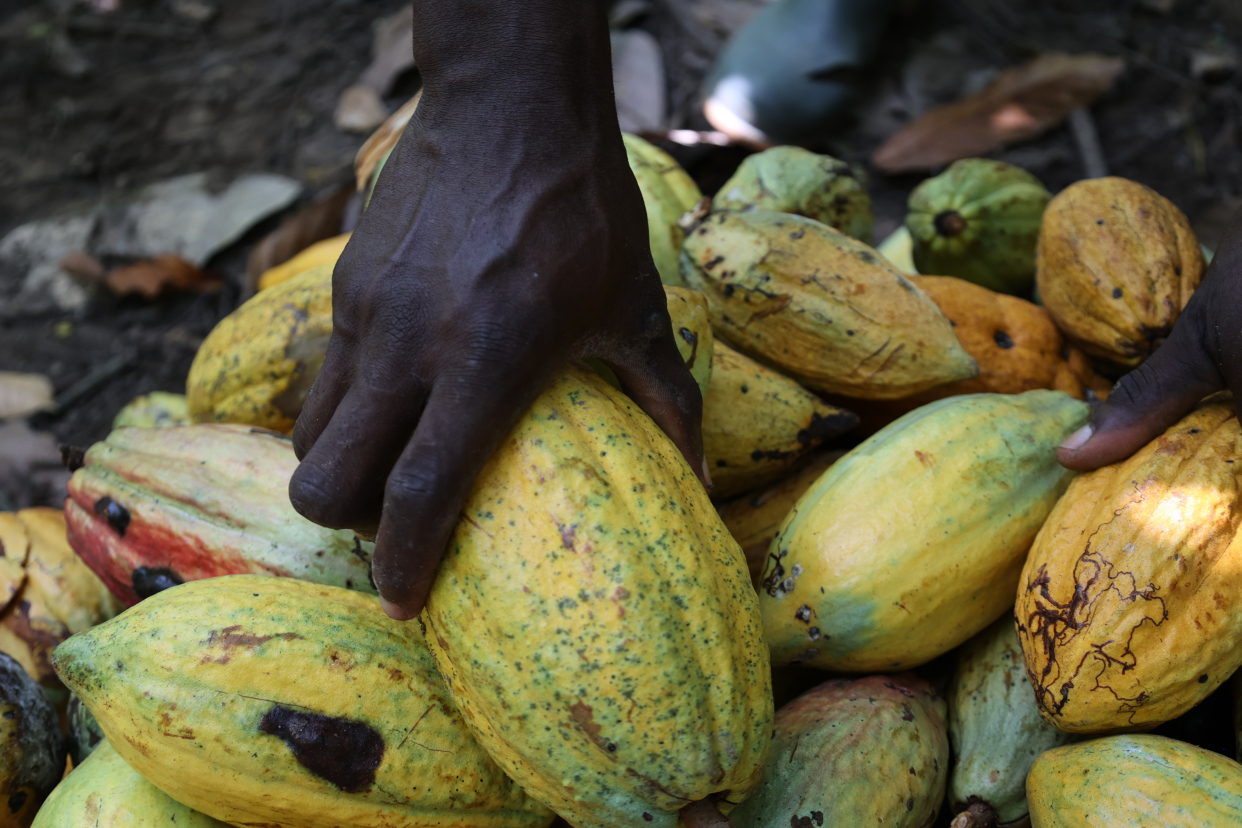 加纳迎来可可收获季