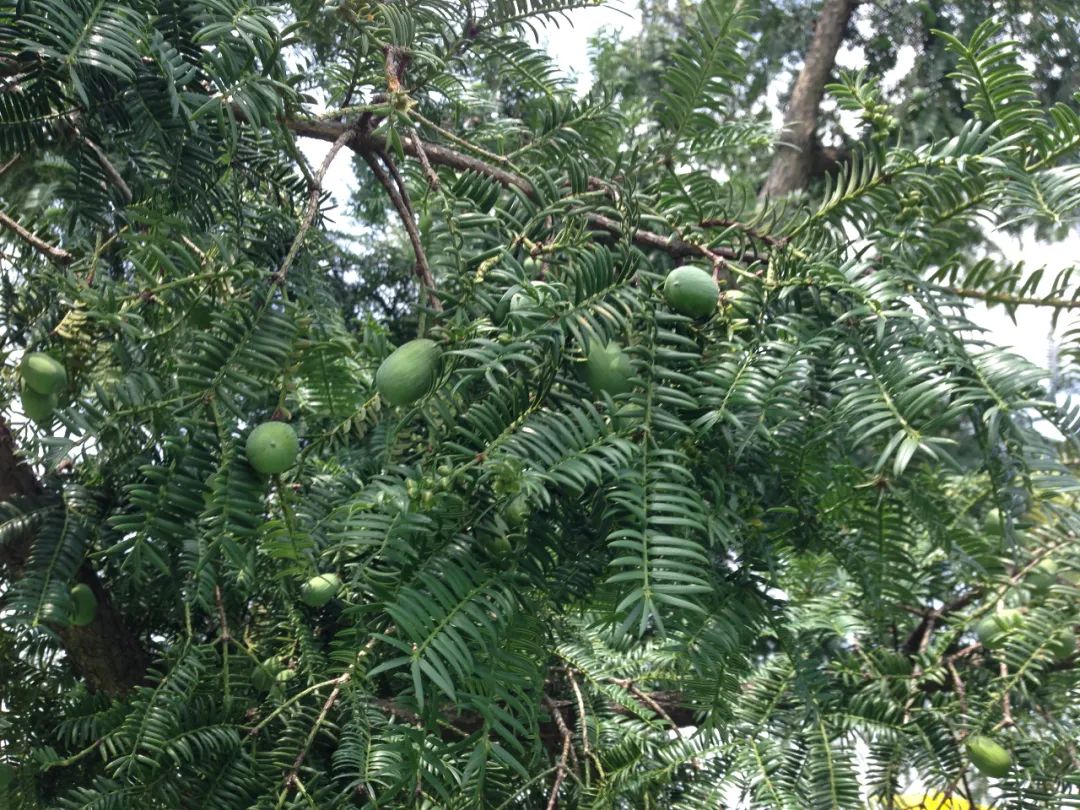 舌尖美食香榧千年中国榧树