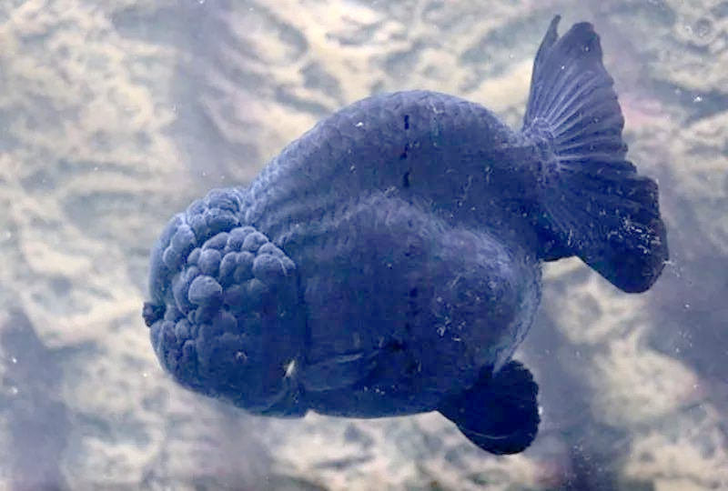 探索众多黑色的金鱼品种