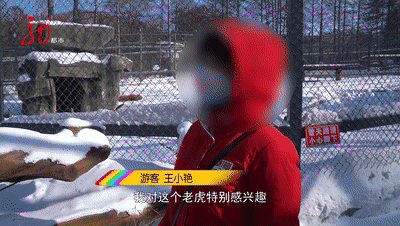 虎年拔虎须?这个想法很危险.