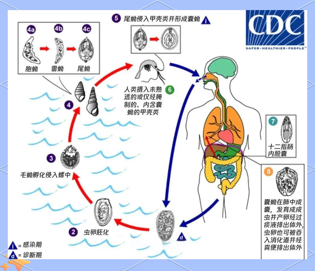 肺吸虫病:感染原因及防治全攻略