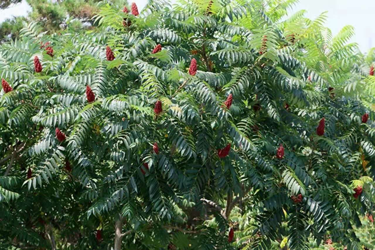 初秋火炬树的穗果成熟