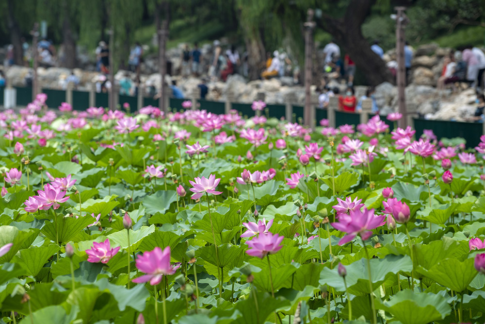 周末北京好去处 这里的荷花格外美