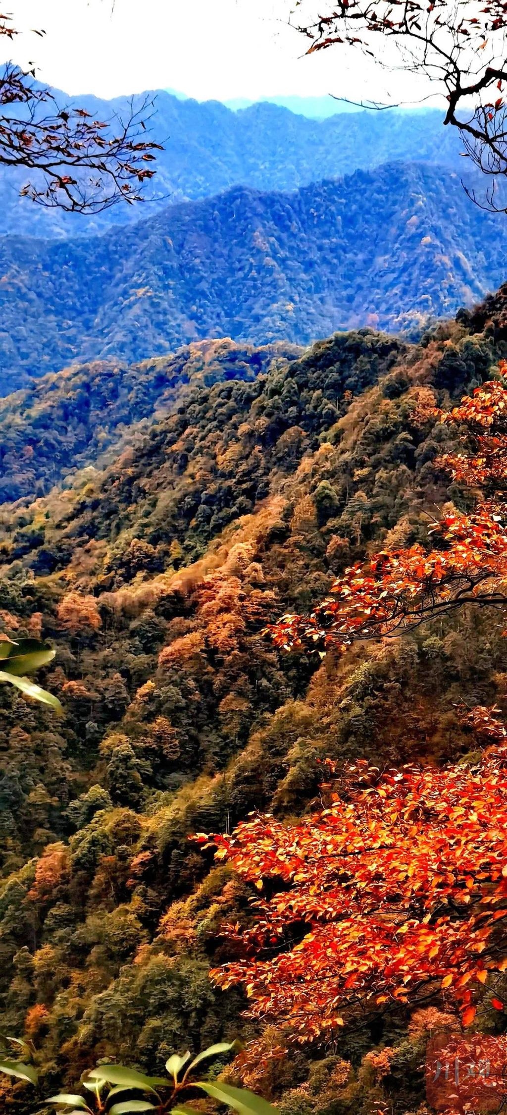 黄荆老林景区图片