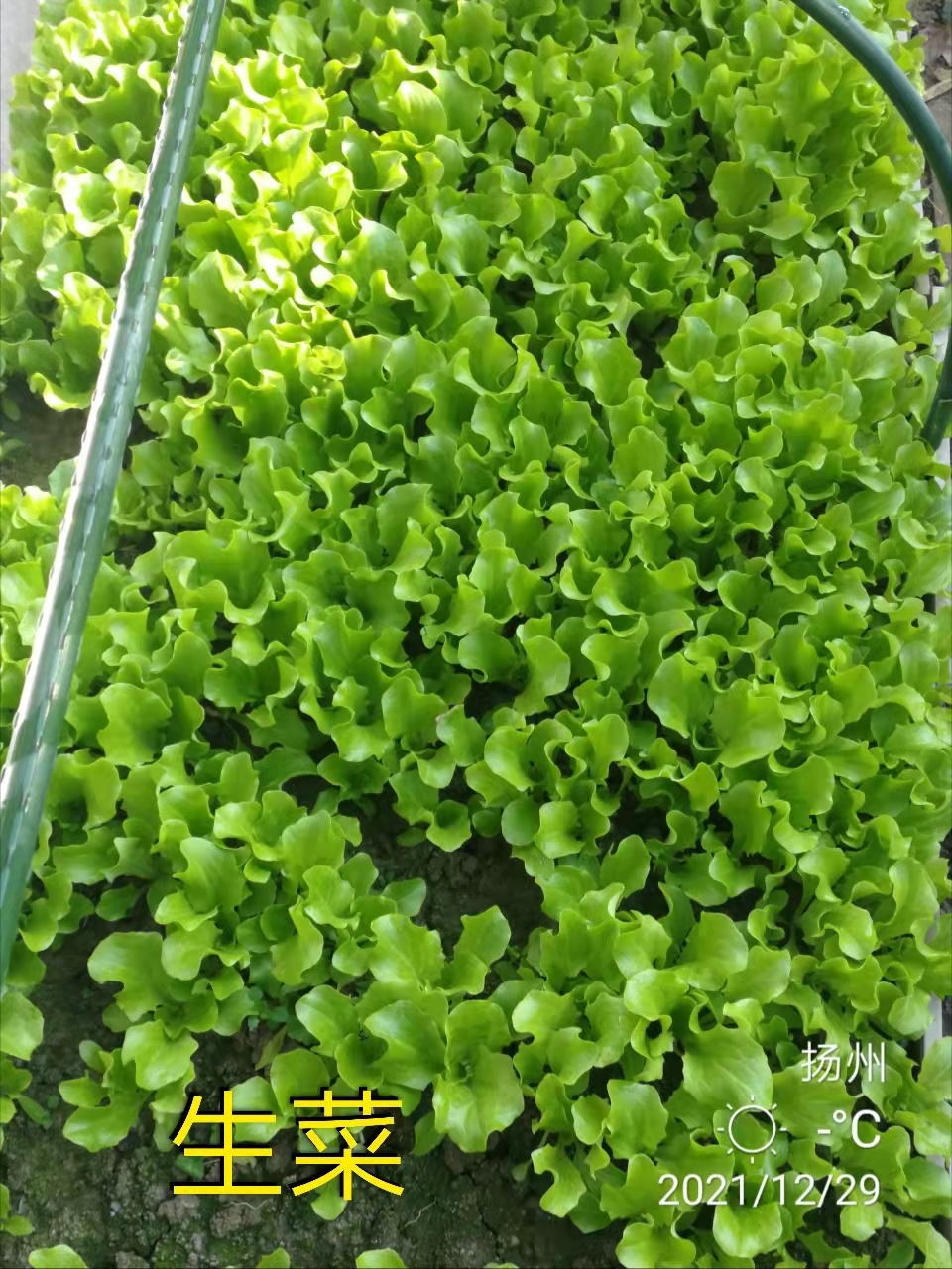 鸟菜共生的冬季露天抗冻蔬菜