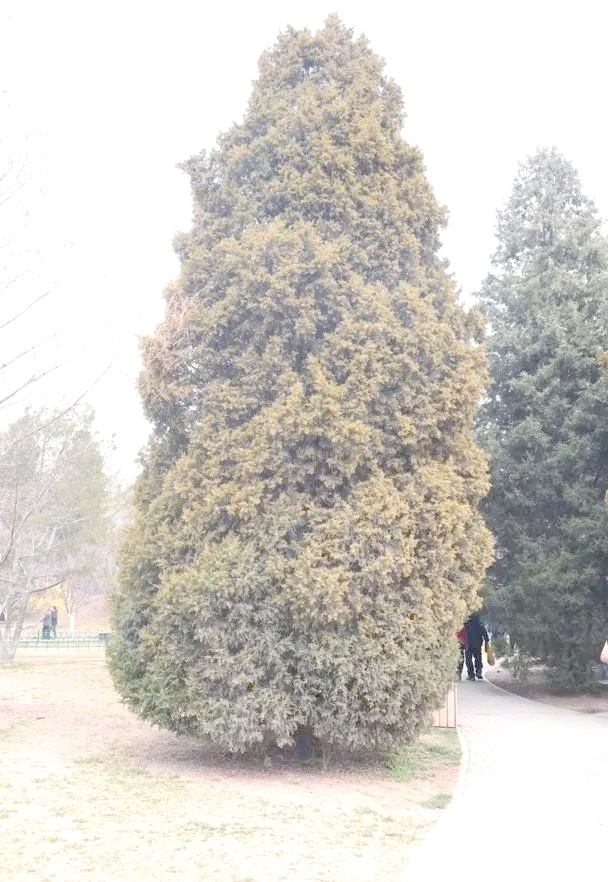 春季过敏元凶:圆柏花粉为何让人苦不堪言