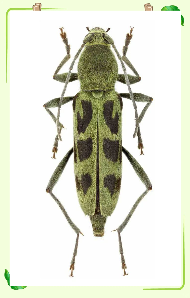 —虎天牛族中的又一多彩分支在虎天牛族中,脊虎天牛属也