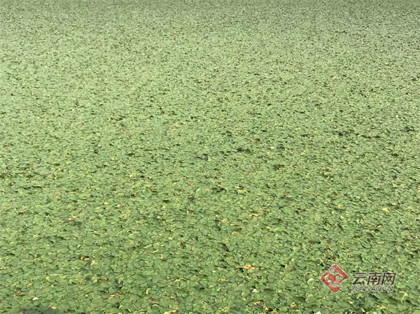 国内种群规模最大!野生莼菜原生境保护点落户云南腾冲北海湿地