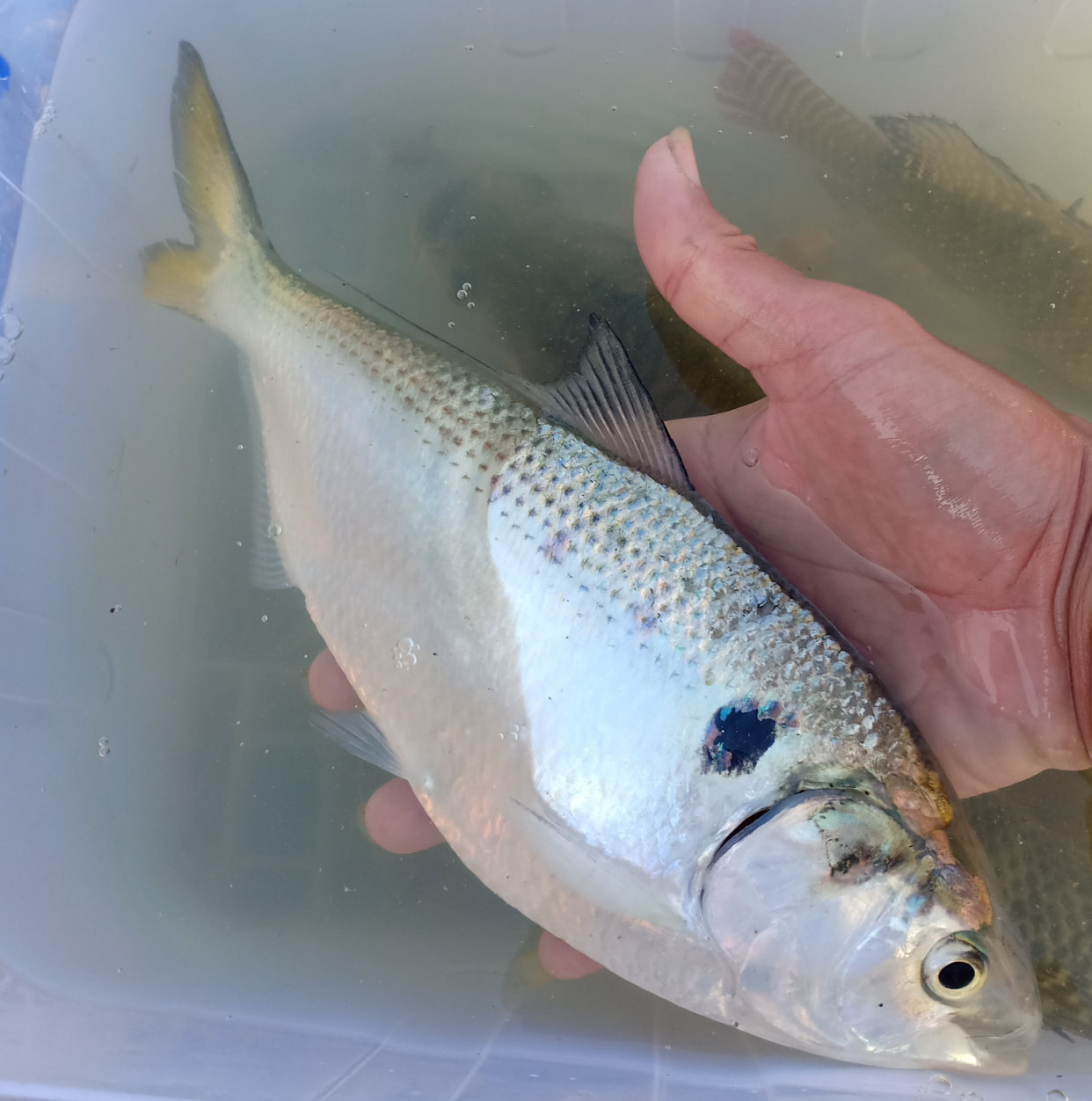 已经灭绝的鲥鱼?广西钓鱼人西江半夜钓到怪鱼,很像是鲥鱼