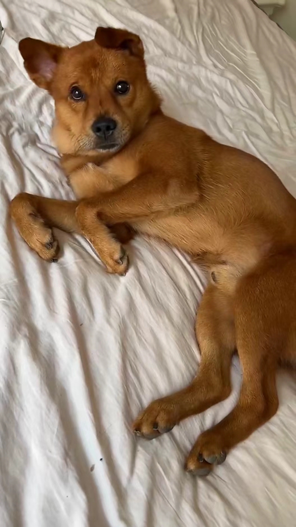 涉嫌虐狗网红博主回应质疑遭遇严重网暴或许成下一个刘学州