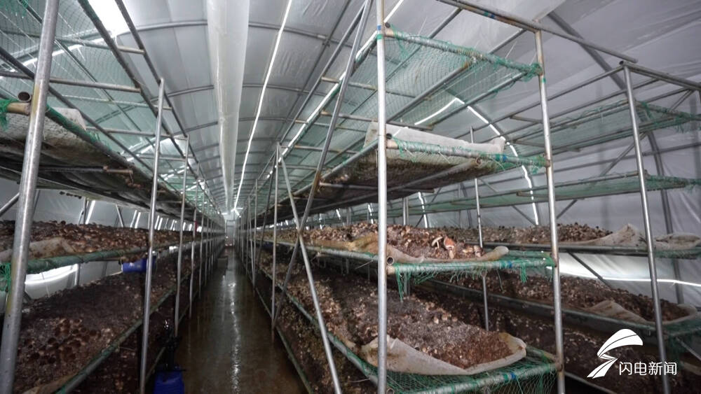 菏泽成武|智能化菇棚四季种菇 草菇开出致富之花