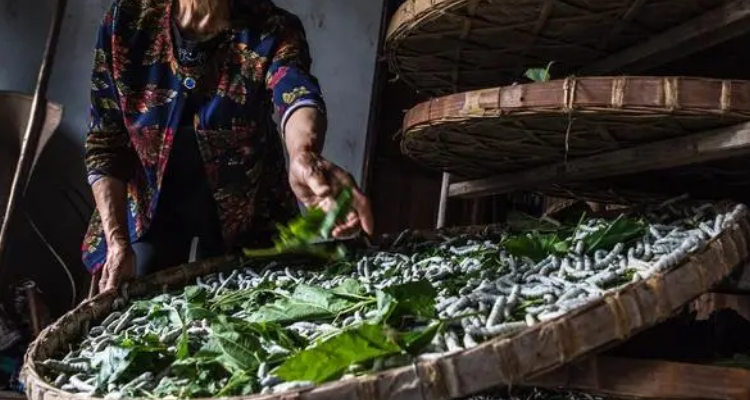 三眠蚕起食叶多陌头桑树空枝柯形容的是养蚕的哪个环节