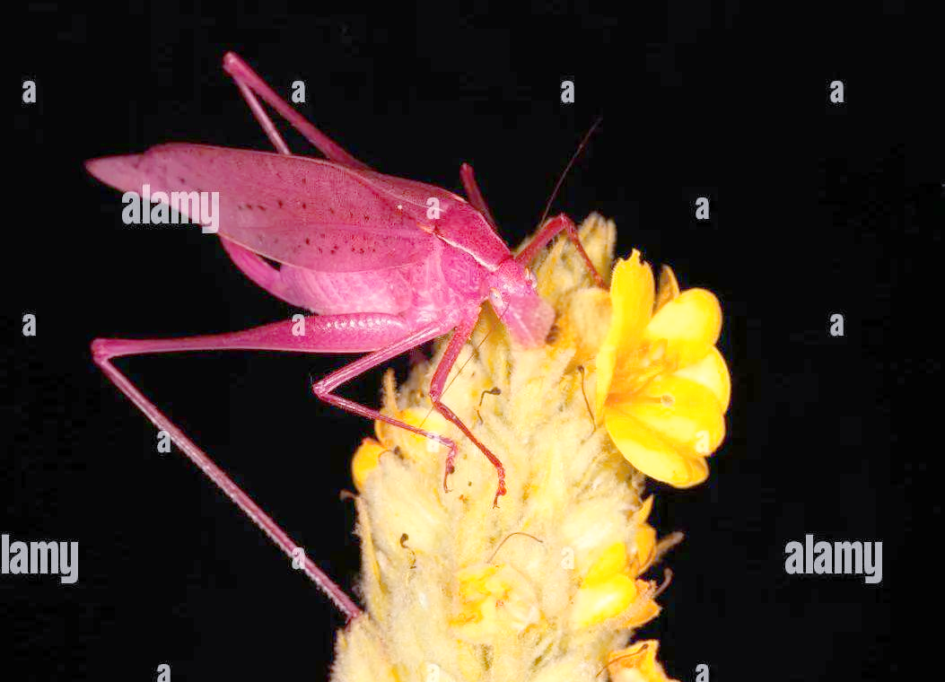 纺织娘的遗传过程中,我们揭示了一个引人入胜的规律:尽管粉色长翅螽斯