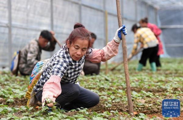 广西中药材种植图片