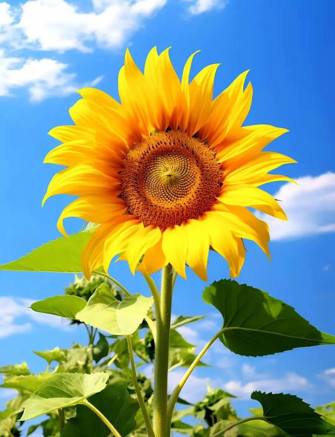 微信头像中的向日葵:传递好运与大吉的秘密使者