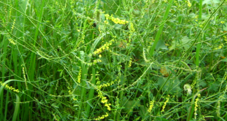 木犀草的种子像什么