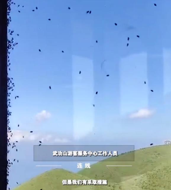 密恐慎入!武功山现大量臭虫,墙上,窗户上