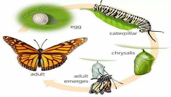 毛毛虫是怎么变成蝴蝶的?
