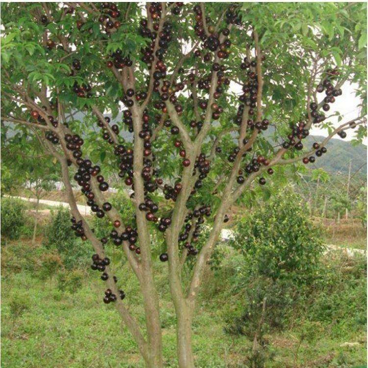 嘉多宝树的果树图图片