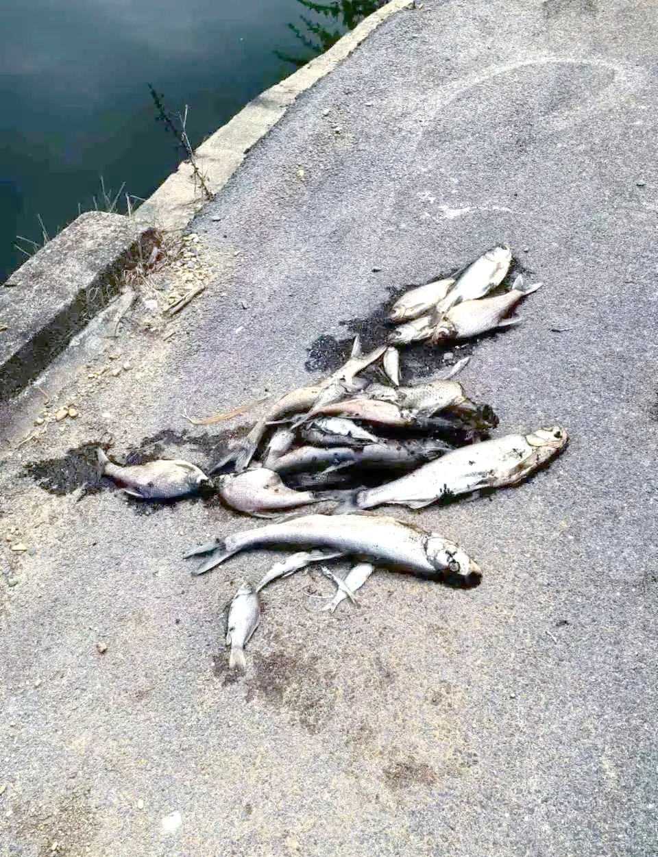 湖南一鱼塘一夜之间鱼群大量死亡,女子怀疑邻居投毒,邻居否认指控