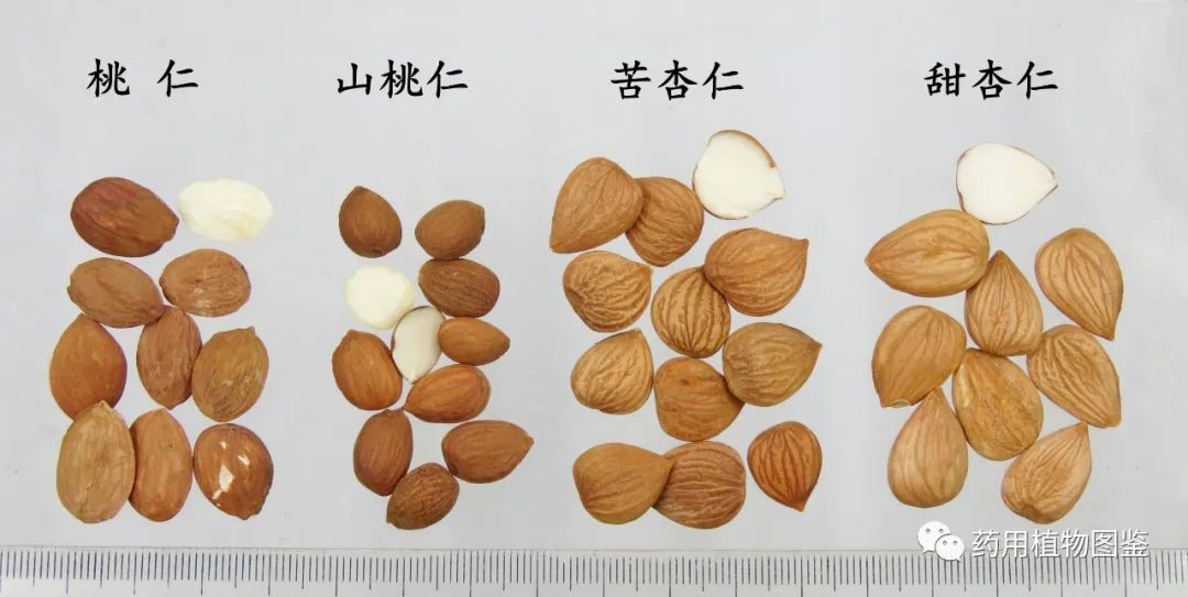 四种方法轻松鉴别中药材山桃仁与苦杏仁