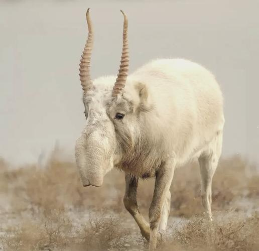 海口美兰机场查获濒危物种高鼻羚羊角