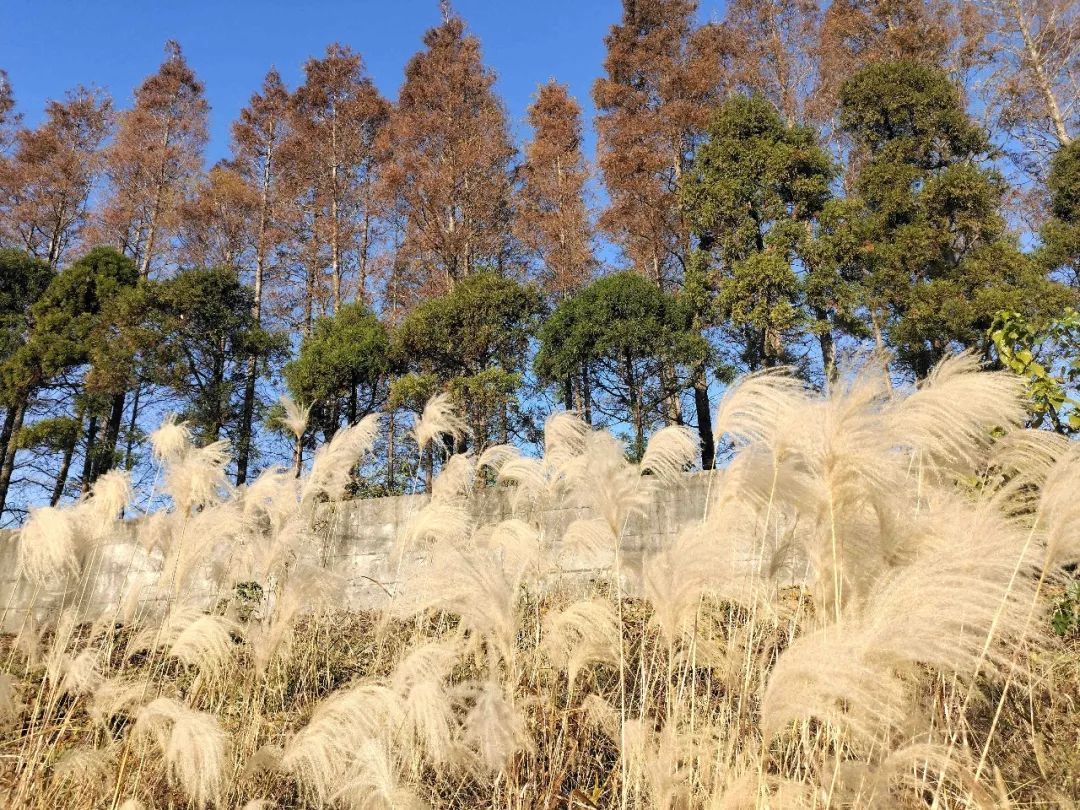 崇明冬季旅游景点图片