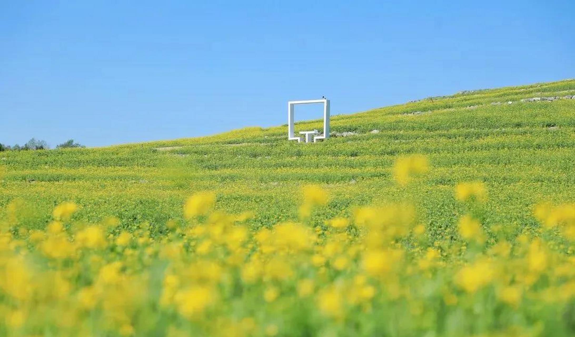 油菜花的季节到了 在北京温榆河公园 芸上梯田花开烂漫,生机多姿 层