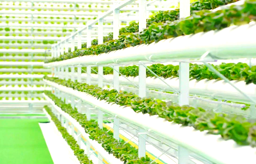 无土栽培通过科学的营养液供应系统和基质选择,实现了对植物生长环境