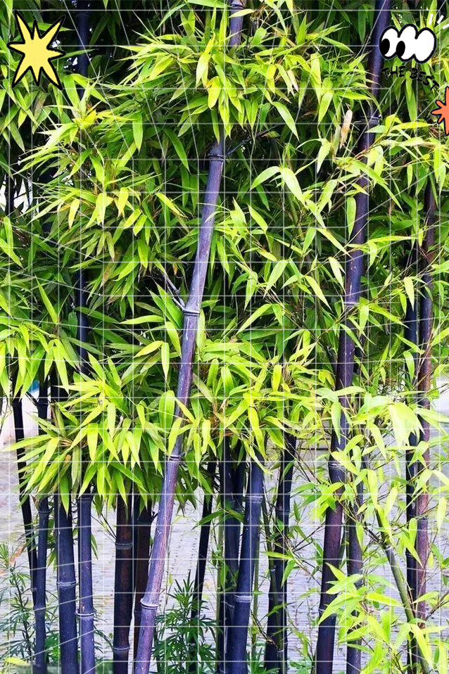 济南竹苑:竹类品种最全的园林艺术精品