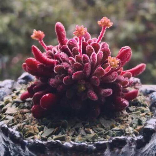 多肉品种:梦椿,钢叶莲,苇胧玉,黄金玉杯,紫罗兰女王