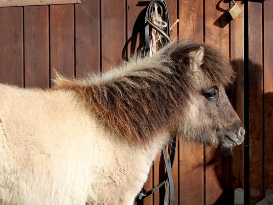 梦想照进现实,男子花六万给女儿买了真的小马宝莉