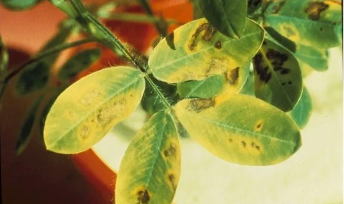 科研专家多年研究成果,照片展示花生缺素症,结果令人震惊