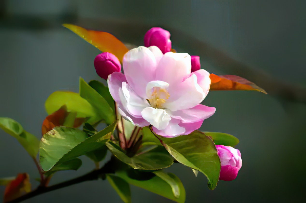 湖北南漳:一春一花一海棠