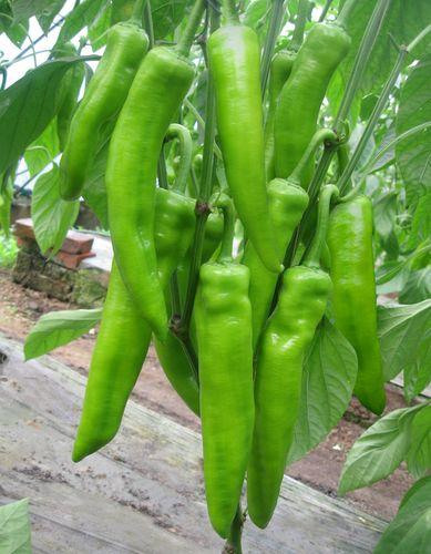 莘县蔬菜基地辣椒代收益泽供应链优选