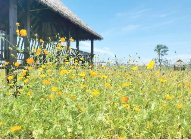 夏日無錫那些絕美的花海 你都去打卡了嗎?