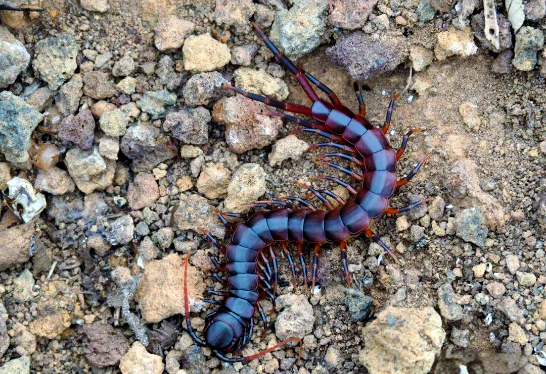 全球多款剧毒蜈蚣介绍,我国红巨龙蜈蚣在其中吗?