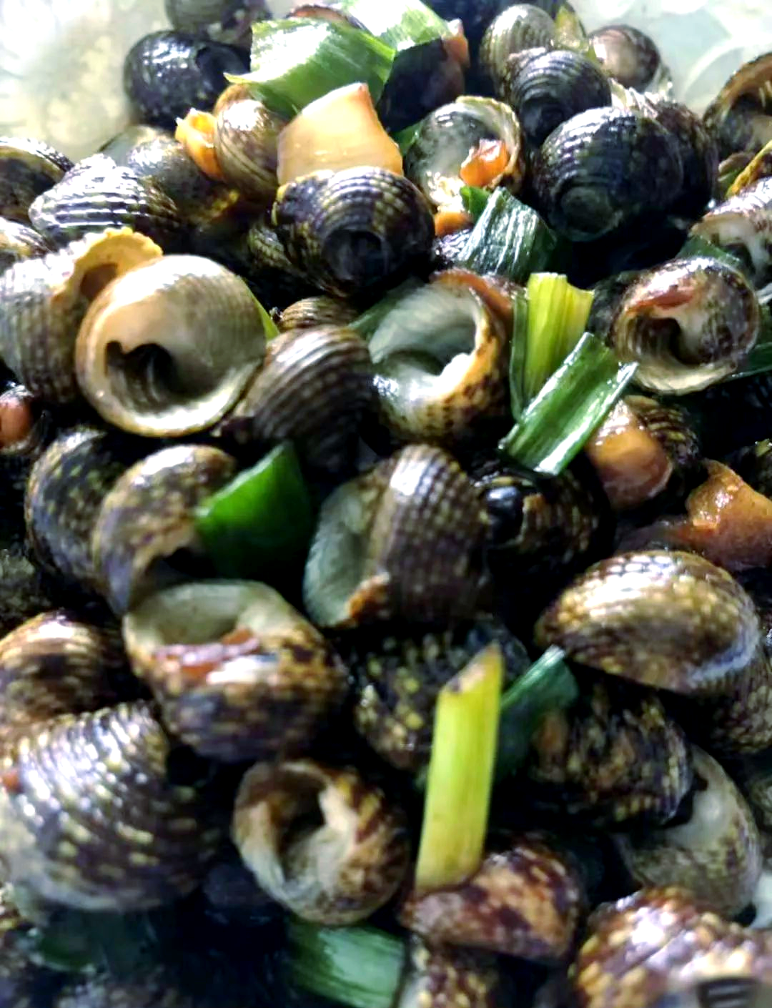 芝麻螺:从潮间带到餐桌上的美味故事