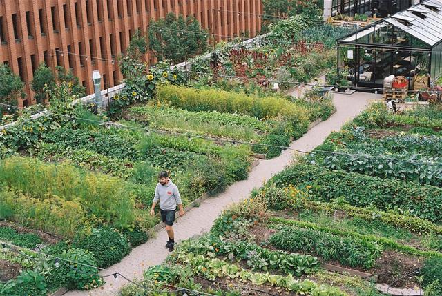 菜吧:10个火出圈的屋顶农场设计