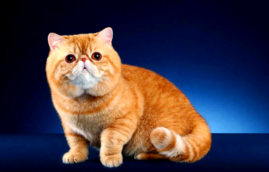 加菲猫:从外貌到性格,全方位解读这个品种