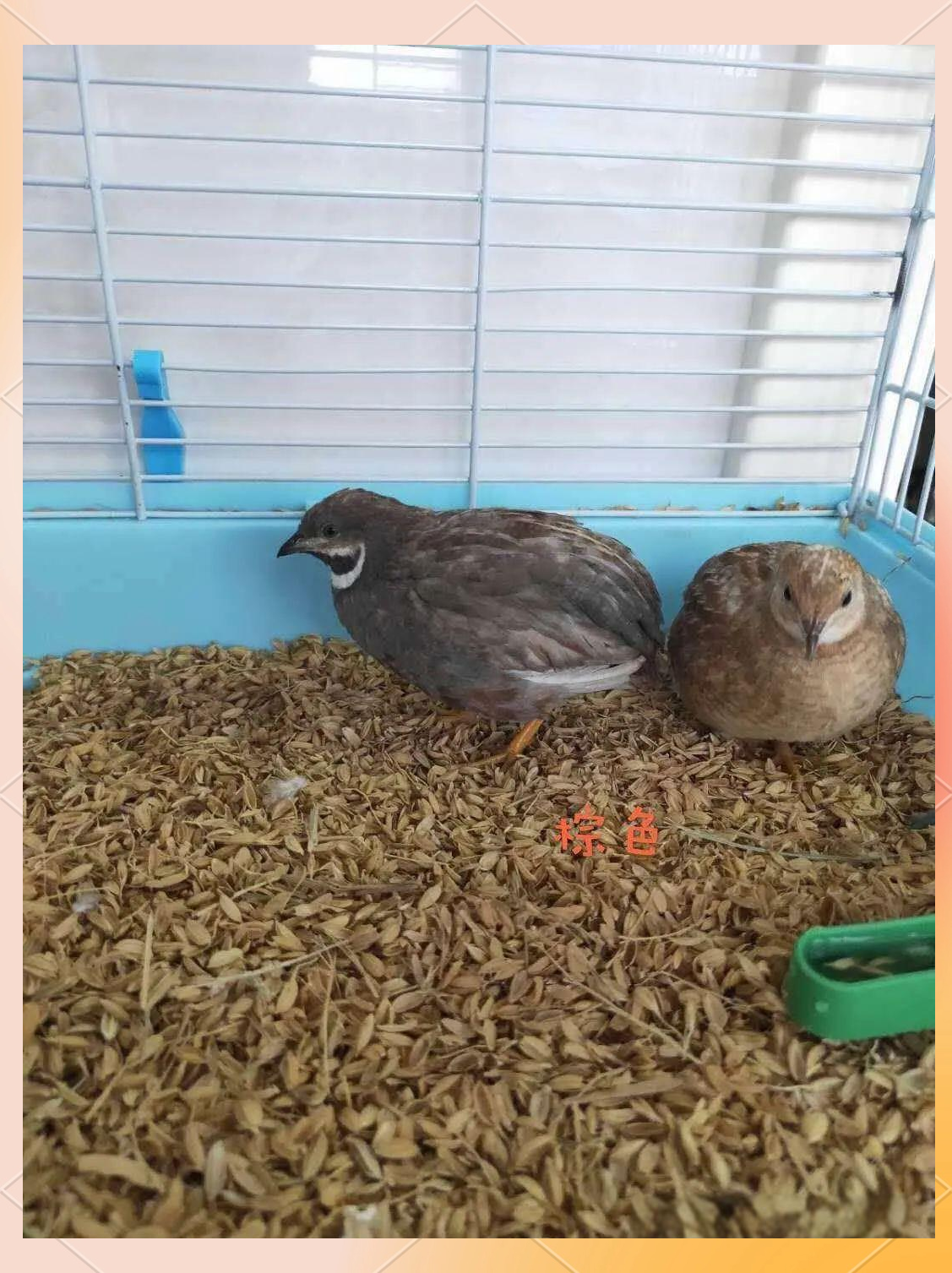 芦丁鸡:一种独特而营养丰富的家禽品种