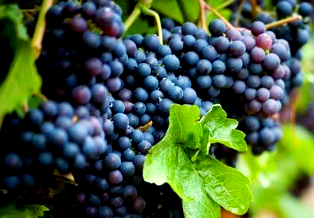 黑皮诺葡萄品种:娇贵而又迷人的贵族选择