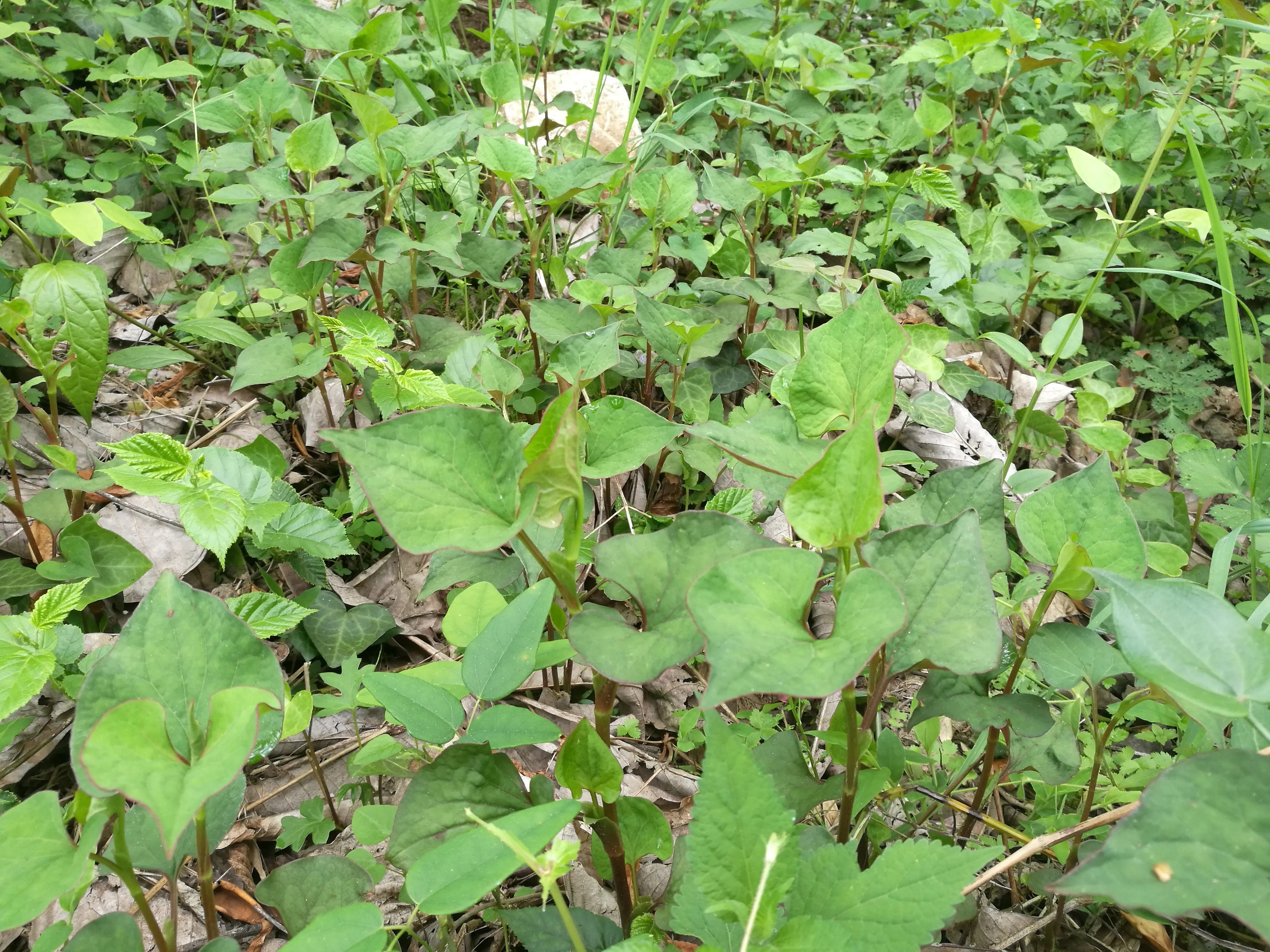 贵州野菜名称图片