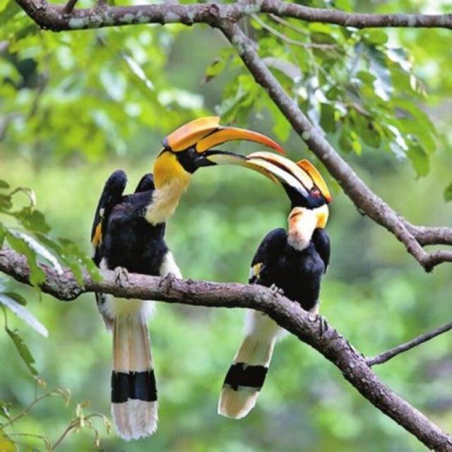 云南鸟类物种数超过1000种 占全国的2/3以上